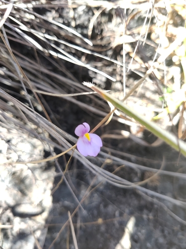 Utricularia blanchetii, photograph 5