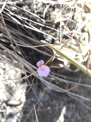 Utricularia blanchetii, photograph (c) Riccardo Rocca, some rights reserved (CC BY)
