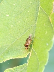 Deraeocoris lutescens