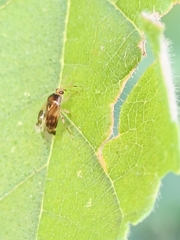 Deraeocoris lutescens