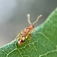 Temnothorax schaumii