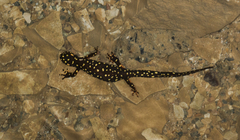 Neurergus derjugini microspilotus