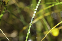 Coenagrion resolutum