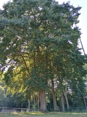 Alnus × spaethii