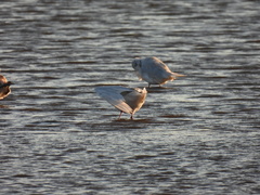 Ichthyaetus melanocephalus