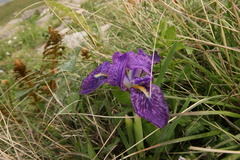 Iris kemaonensis
