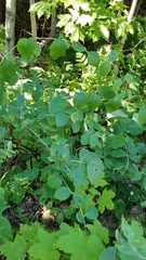 Lonicera dioica