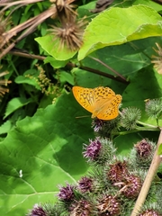 Argynnis paphia