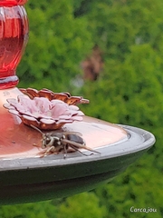 Dolichovespula maculata
