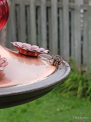 Dolichovespula maculata