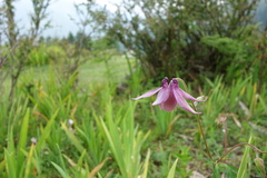 Aquilegia pubiflora