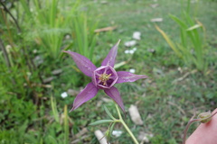 Aquilegia pubiflora