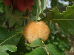 Andricus theophrasteus