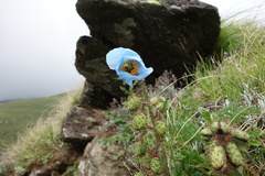 Meconopsis aculeata