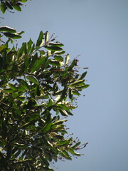 Seguieria langsdorffii