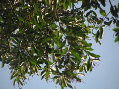 Seguieria langsdorffii