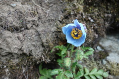 Meconopsis aculeata