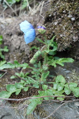 Meconopsis aculeata