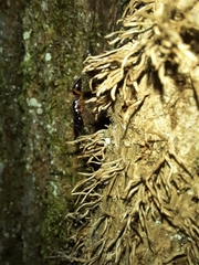 Camponotus tergestinus