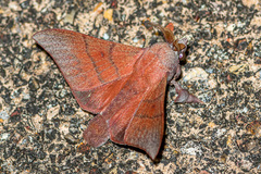 Odonestis erectilinea