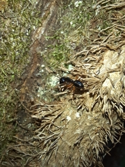 Camponotus tergestinus