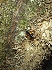 Camponotus tergestinus