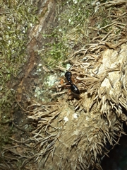 Camponotus tergestinus