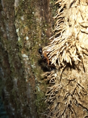 Camponotus tergestinus