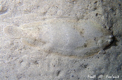 Solea senegalensis