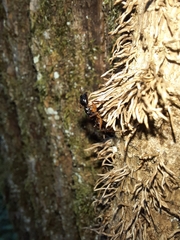 Camponotus tergestinus