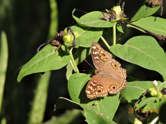 Junonia lemonias