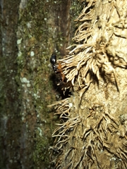 Camponotus tergestinus