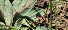 Coccinella transversoguttata
