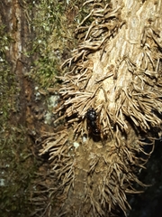 Camponotus tergestinus