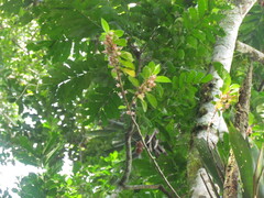 Nematanthus tessmannii