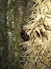 Camponotus tergestinus