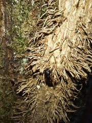 Camponotus tergestinus