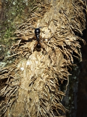 Camponotus tergestinus