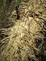 Camponotus tergestinus