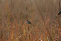 Amandava amandava