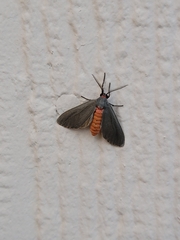Pygarctia murina