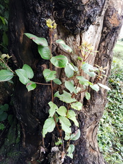 Ocotea usambarensis