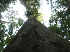 Savia dictyocarpa