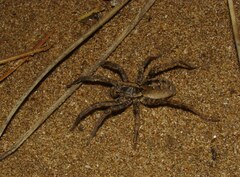 Schizocosa malitiosa