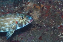 Lethrinus rubrioperculatus