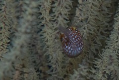 Canthigaster petersii