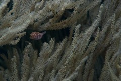 Canthigaster petersii