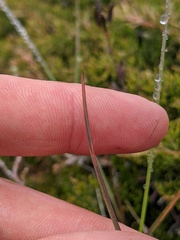 Poa glauca