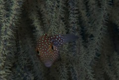 Canthigaster petersii