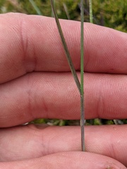 Poa glauca